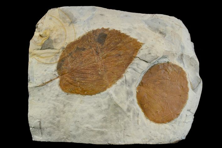 Two Fossil Leaves (Zizyphoides & Beringiaphyllum) - Montana #165019